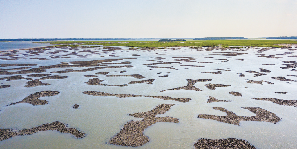 Oyster Beds Local Life