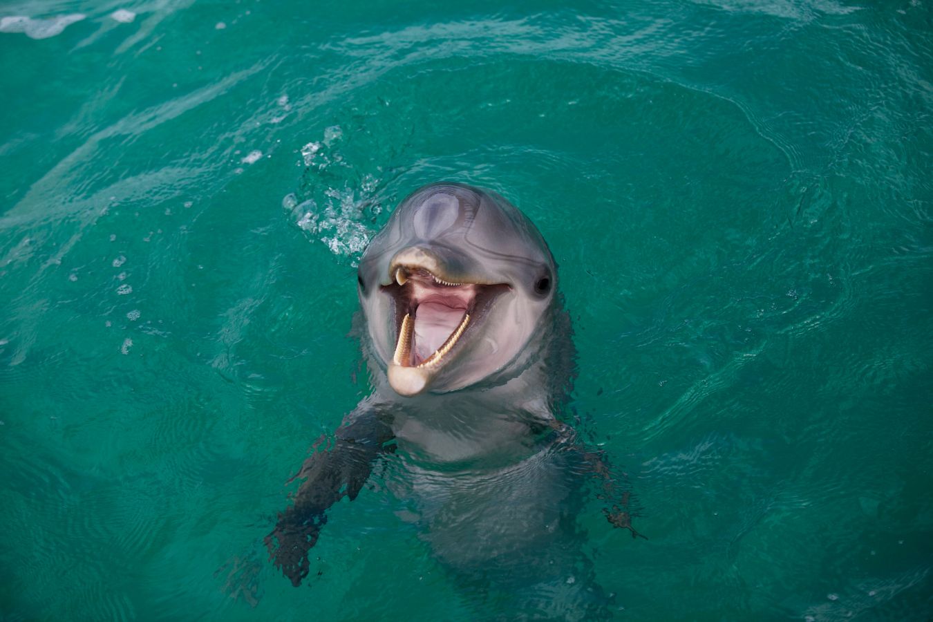 Dolphin in the water looking right at the camera smiling