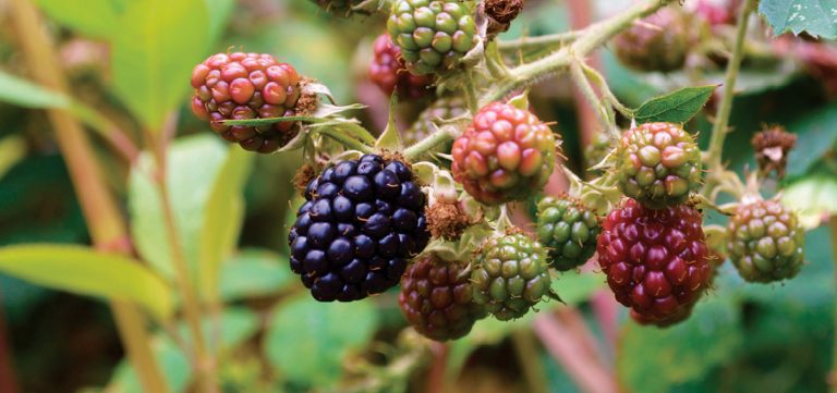 Grow your own blackberries