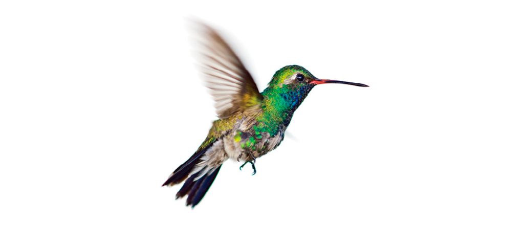 The Accidental Gardener: Here’s to a humdinger of a hummingbird garden ...