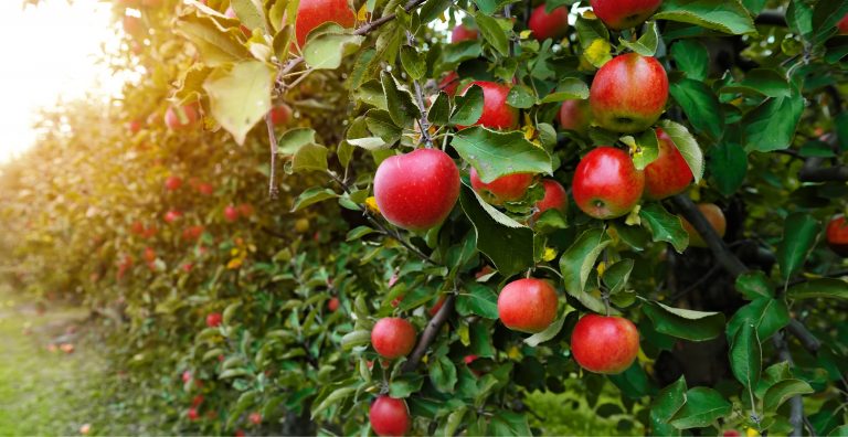 What’s Fresh in September? Apples