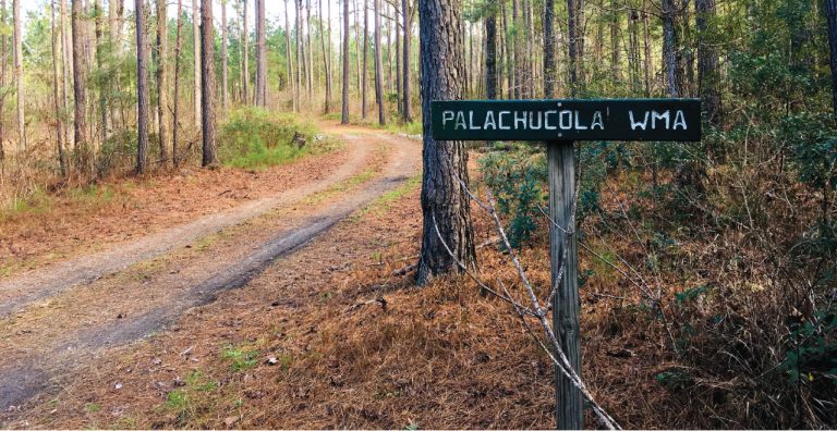 Secret spot off the beaten path: Palachucola