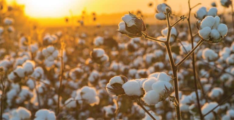The Accidental Gardener: If you ‘cotton to’ grow cotton  in your yard – read on!