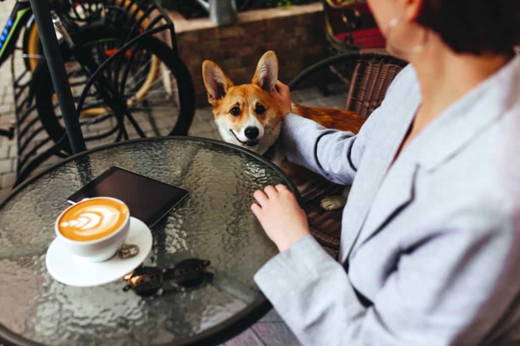 Woman sitting at a table petting a Corgi dog at a coffee shop