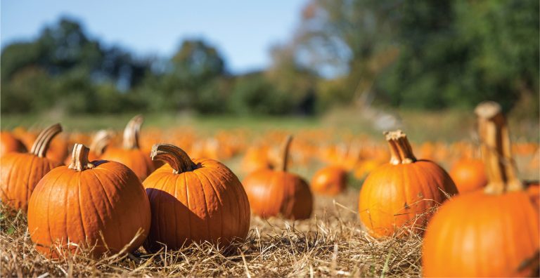What’s Fresh in October? Pumpkins spice things up