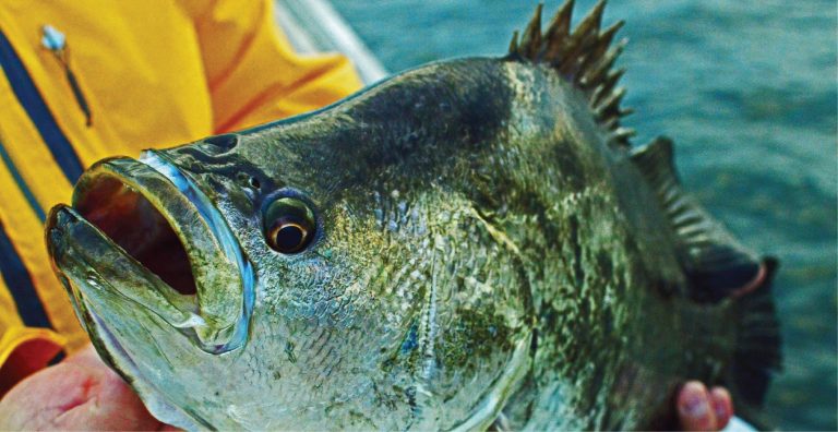 Fresh Catch: Atlantic tripletail