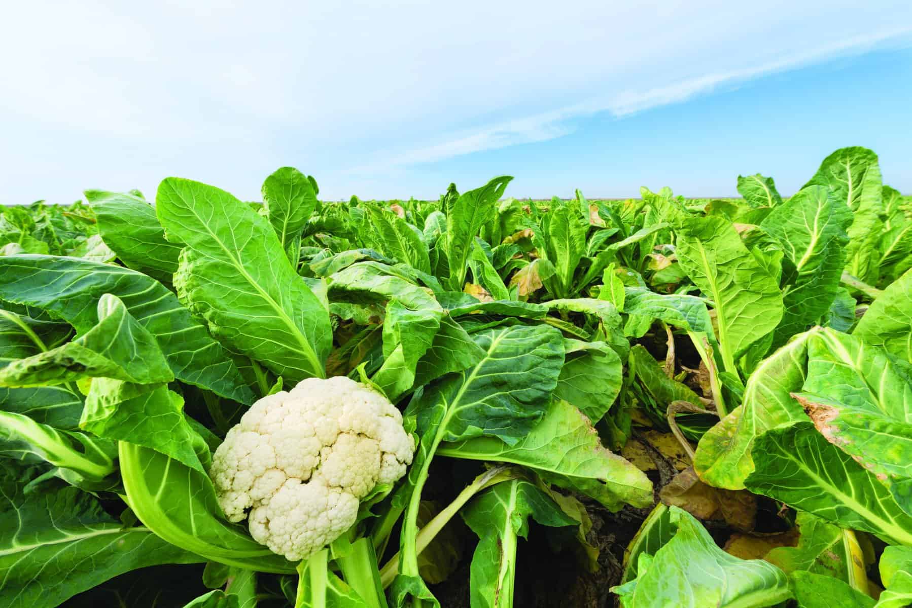 What's fresh in November? Unleash the power of cauliflower | LOCAL Life ...