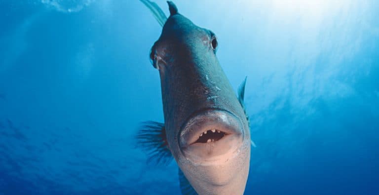Fresh Catch: Triggerfish