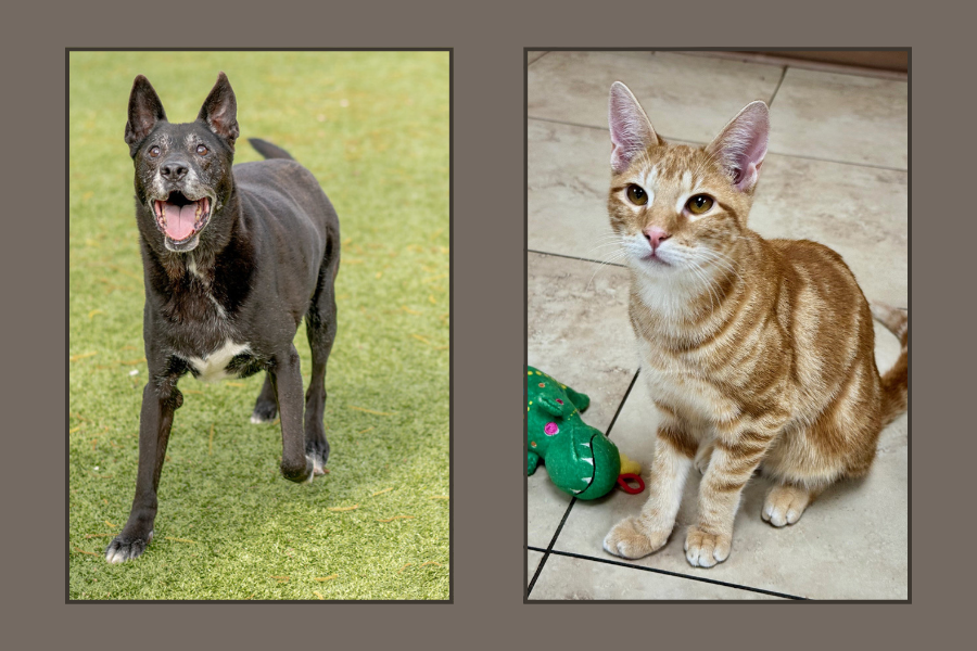 Adopt this Pet December 2025