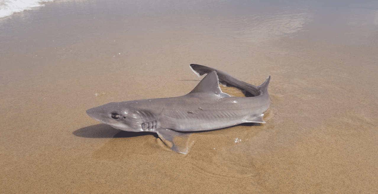Atlantic Dogfish Fishing Tips and Facts