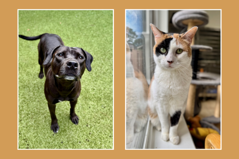 Hilton Head Humane October 2025 Adopt Pets