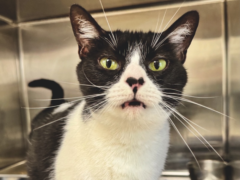Ontario - Cat for Adoption - Hilton Head Humane - LOCAL Life SC