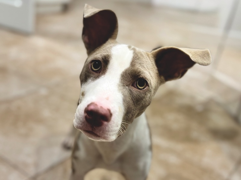 Wiggles - Hilton Head Humane - Dog for Adoption - LOCAL Life SC