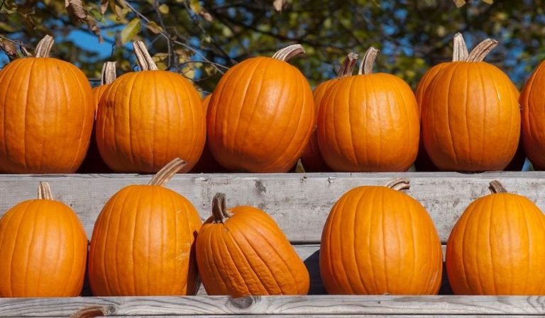 Pumpkins in rows Halloween Fall
