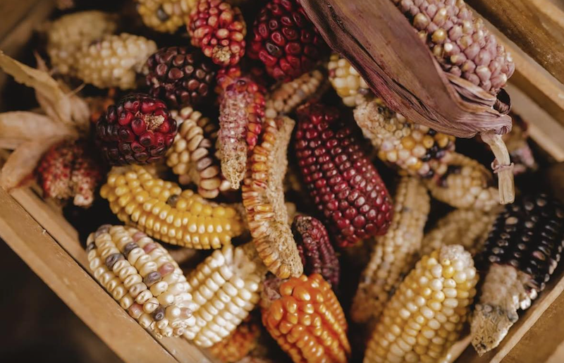 Cintli: Ancestral Corn Kitchen, Lowcountry pop-ups