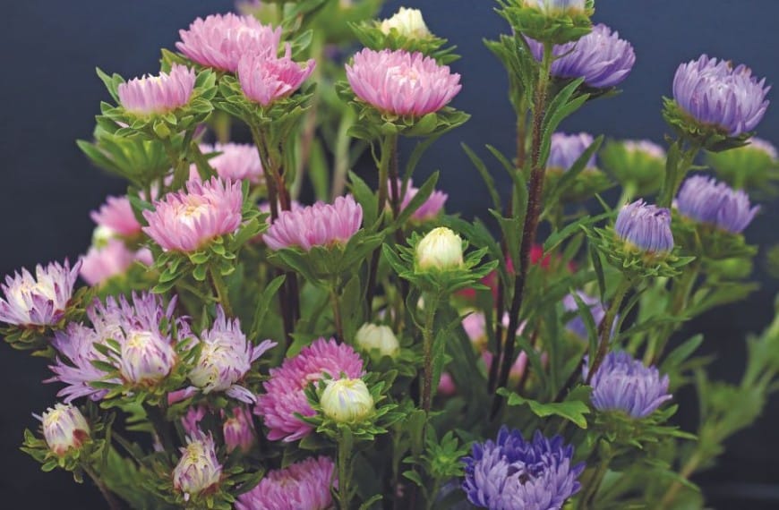 Brighten your home with lovely arrangements of china aster