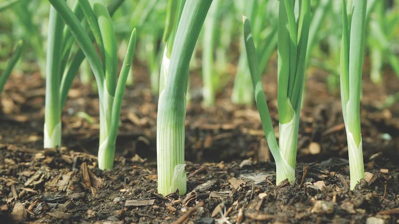 Onion growing in soil