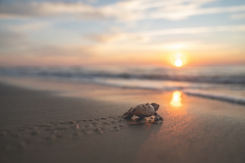 Sea Turtle going toward water on beach during sunset