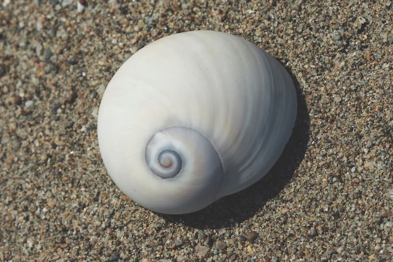 A moon snail seashell specimen