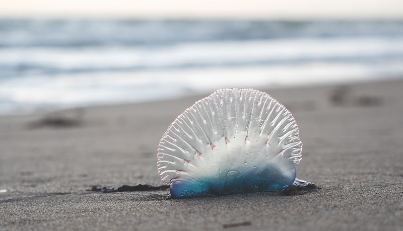 A Portuguese man o' war washed ashore on the beach resembles a seashell.