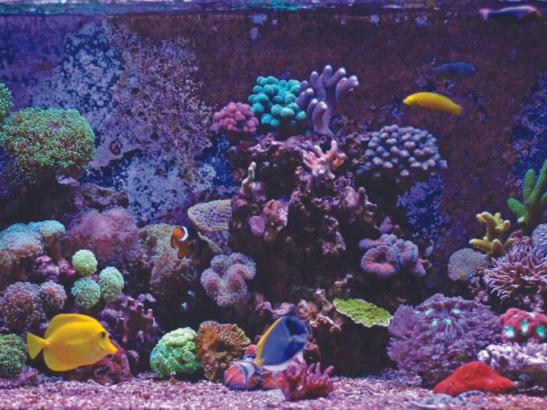 Bring the ocean home with a saltwater aquarium