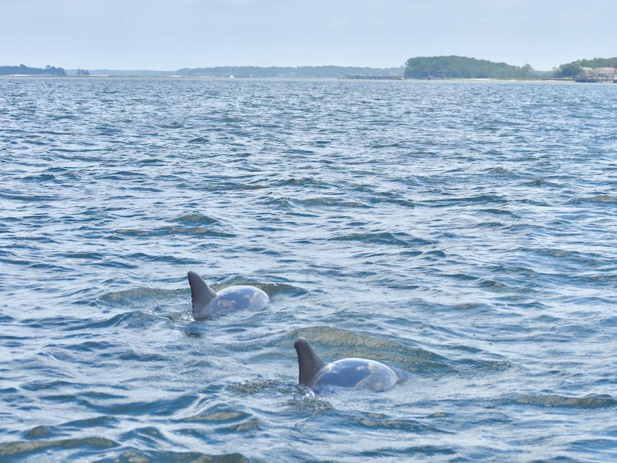 Bottlenose dolphins in the wild