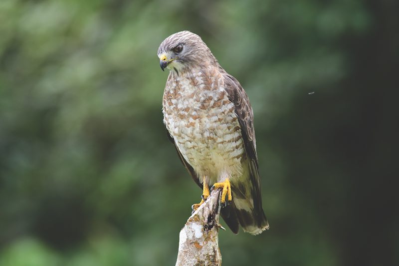 Broad-winged Hawk (Buteo platypterus) perched on a fence post