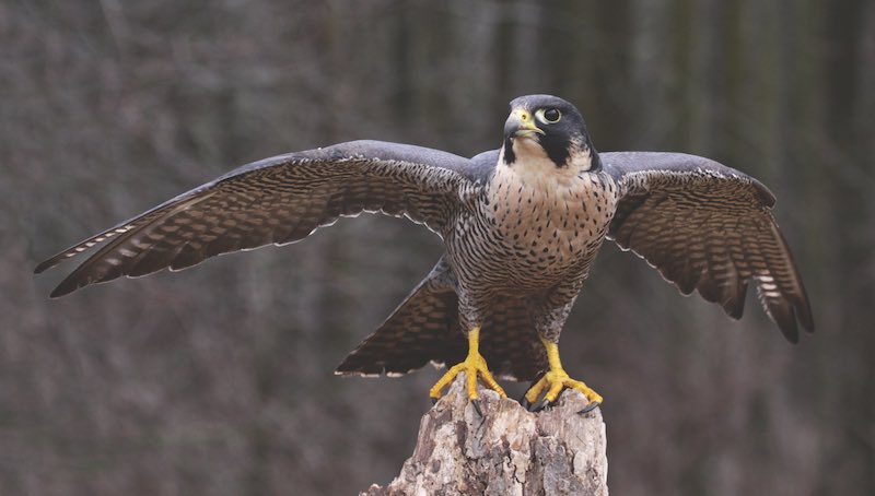 A Peregrine Falcon (Falco peregrinus) spreading it's wings while perched on a stump.  These birds are the fastest animals in the world.