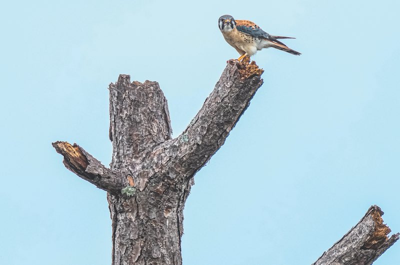 American Kestrel standing on a branch with blue sky in the background