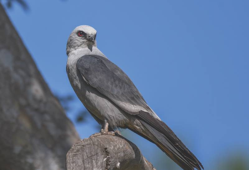 A Mississippi Kite in a Tree In Oklahoma