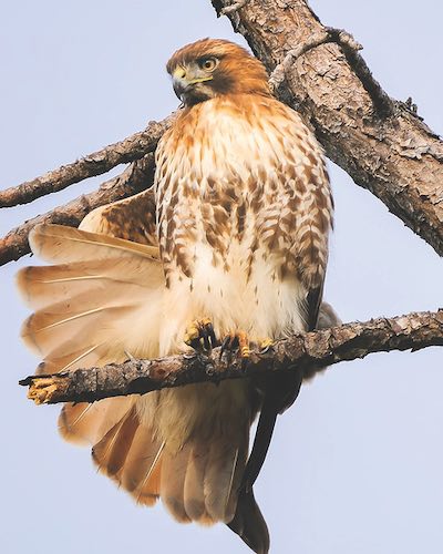 Red-shouldered hawk sitting on a branch
