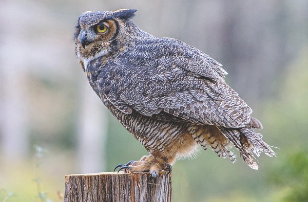 Great-horned Owl on a tree stump