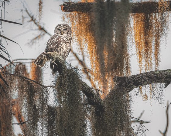 Barred Owl in a moss covered tree