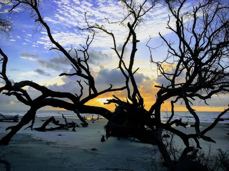 Branches on the beach at the end of sunset, Hunting Island Beach, SC