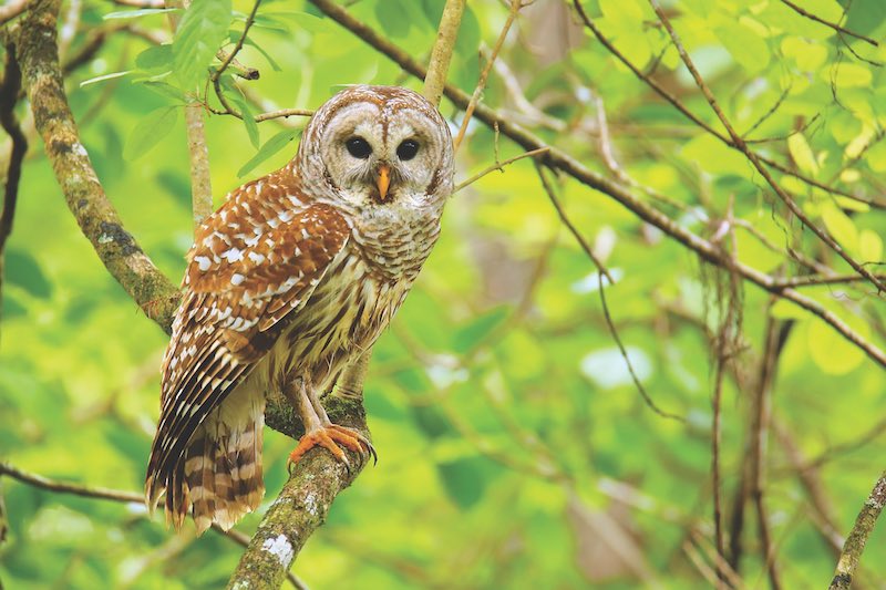 Barred owl (Strix varia) sitting on a tree. Barred owl is best known as the hoot owl for its distinctive call