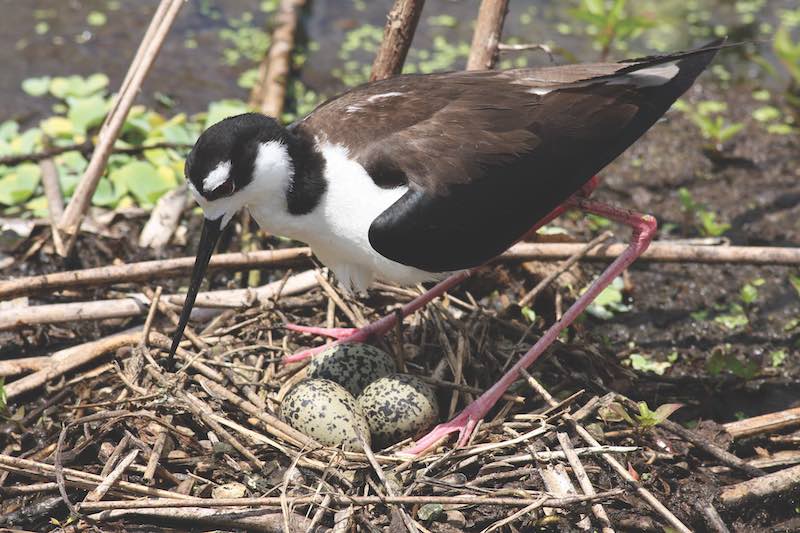 Blacked- necked Stilt tending its nest
