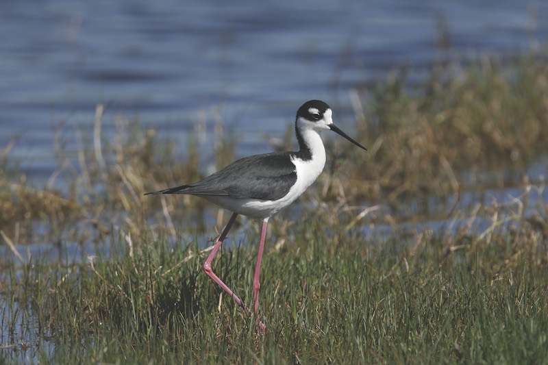 Black-necked Stilt in Marsh