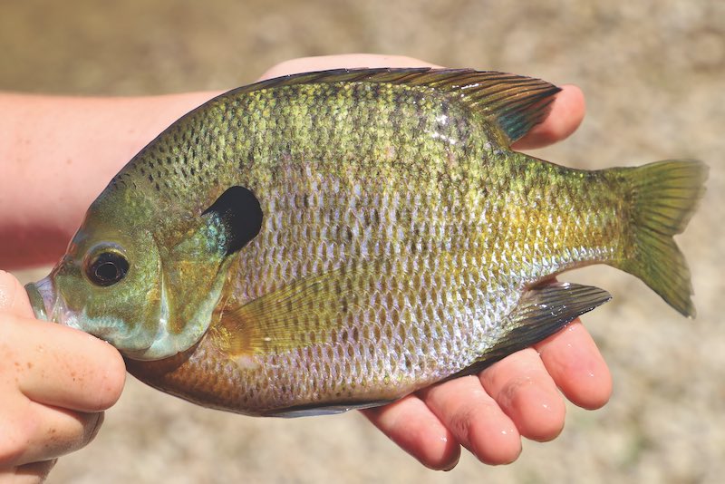A Bluegill fish shown to the camera.  With vivid colors, this fish is all but common throughout the USA.  Its a great sporting fish, with healthy populations found in lakes, ponds and rivers.