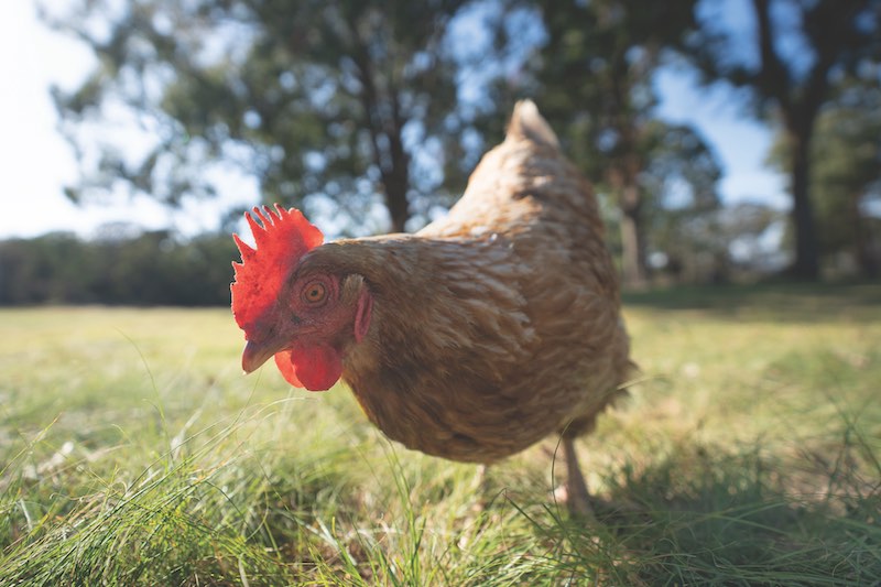 One ISA Brown Chicken hen, free range, close up, picking in the grass