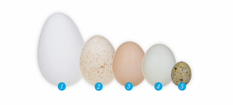 Different colored and sized eggs