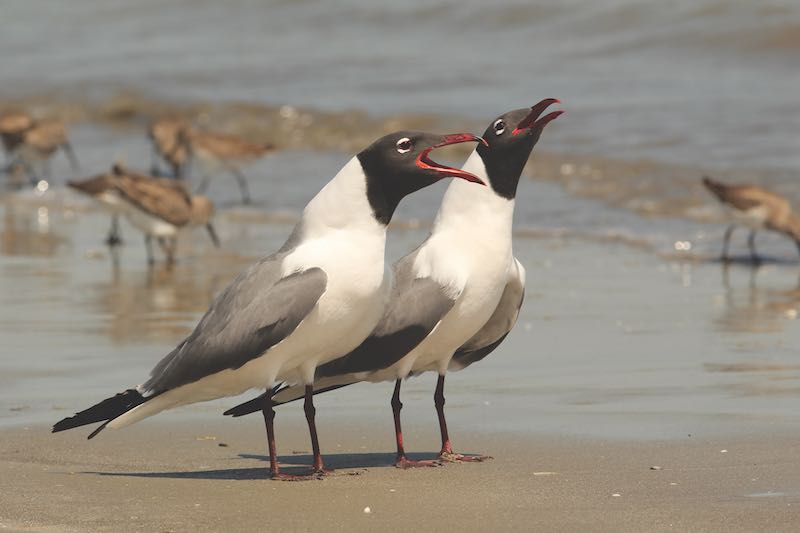 Pair of Laughing Gulls (Larus atricilla) on a beach on Cumberland Island Georgia