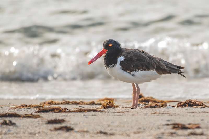 Oyster catcher standing on the beach with waves behind it.