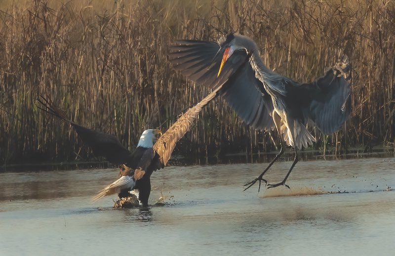 Eagle and Heron wings up getting into it