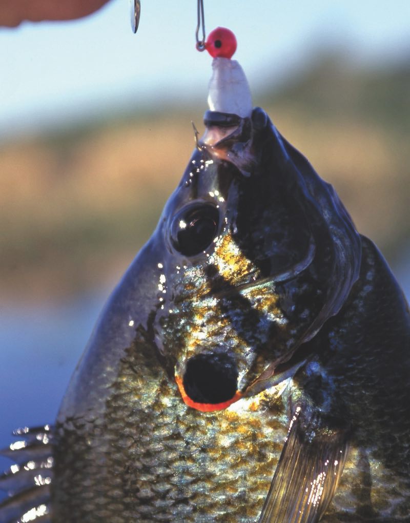 A closeup shot of a bluegill on a fishing hook