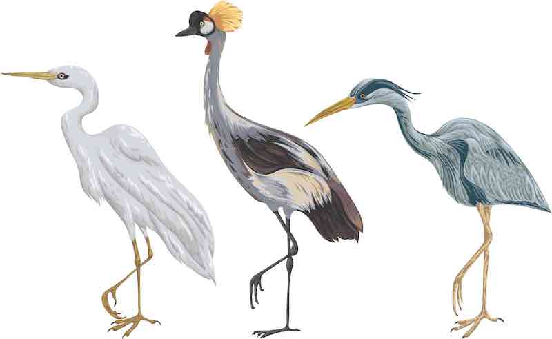 Shorebird illustration with three birds
