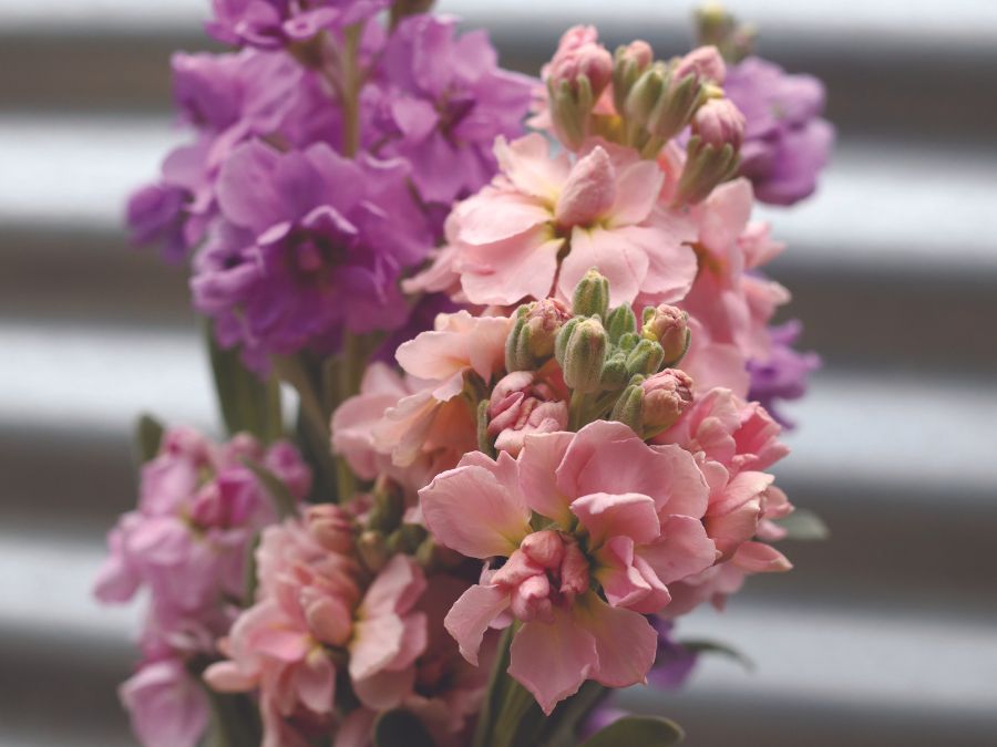 An arrangement of Stock Flower featuring shades of pink