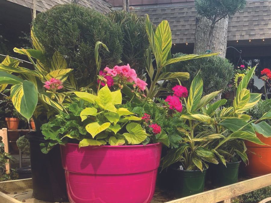 Floral arrangement in a bright pink pot