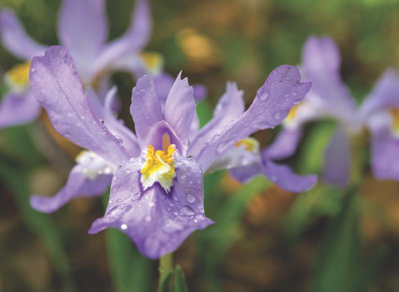 dwarf crested iris - Iris cristata