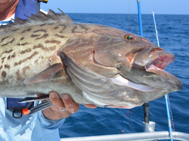 Fresh catch: Gag grouper