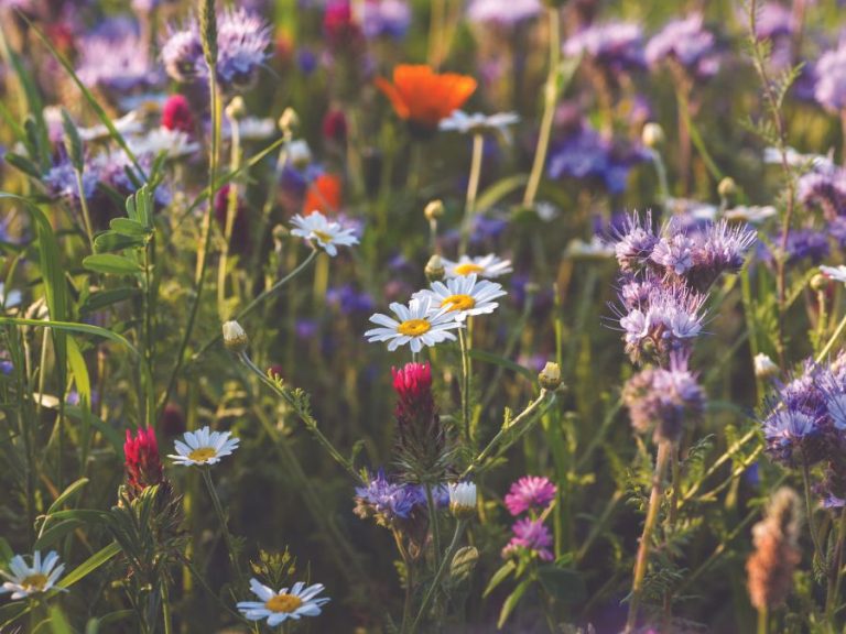 Grower’s guide: How to plant and care for a wildflower garden in the Lowcountry